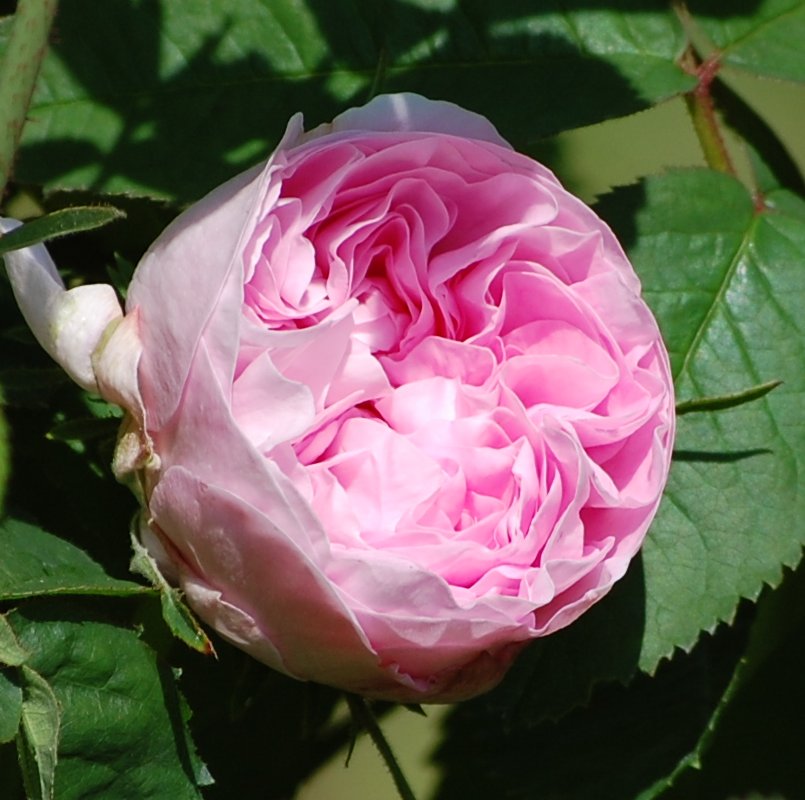 Gloire de France - Rosa gallica - Hongiston TaimistoHongiston Taimisto