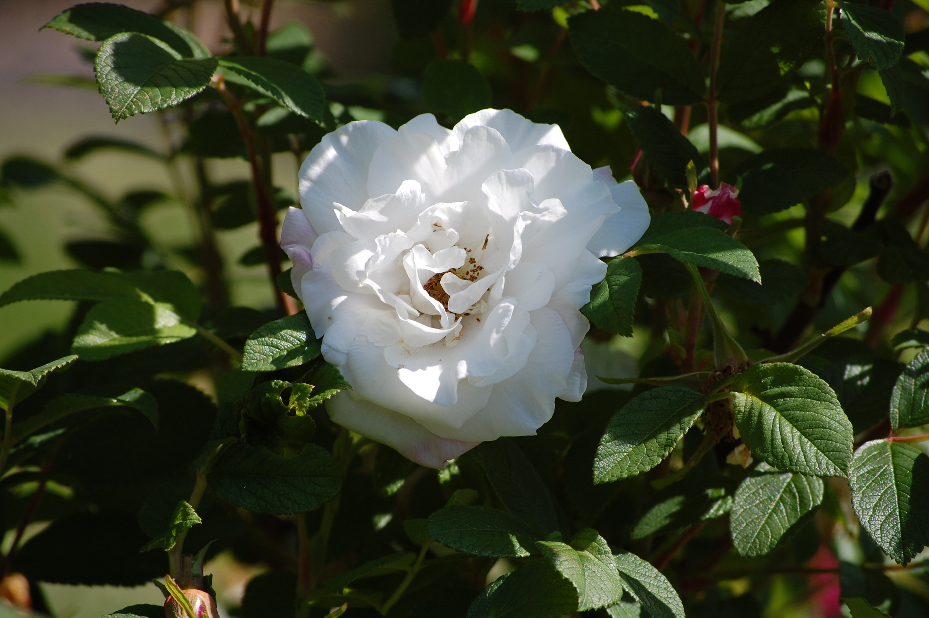 Louise Bugnet – Rosa rugosa | Hongiston Taimisto