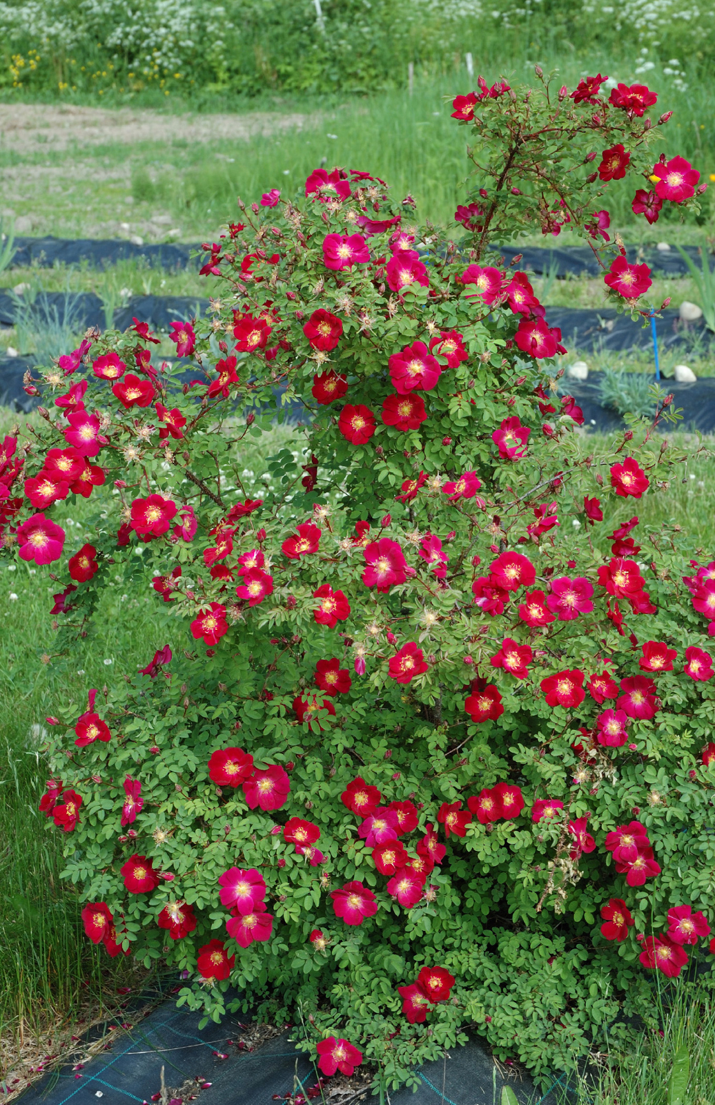 Tove Jansson - Rosa pimpinellifolia - Hongiston TaimistoHongiston Taimisto